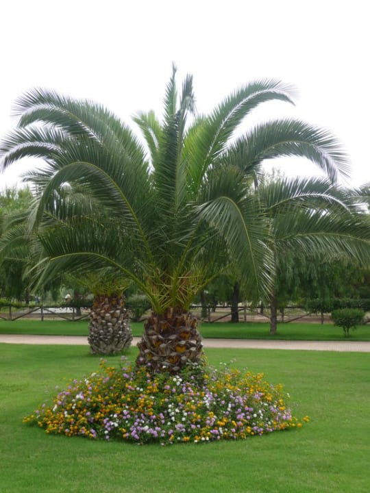 Schöne Palmen Falkensteiner Club Funimation Garden Calabria