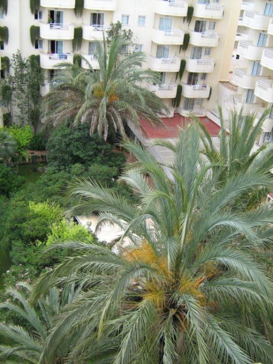 Innenhof Protur Palmeras Playa Aparthotel