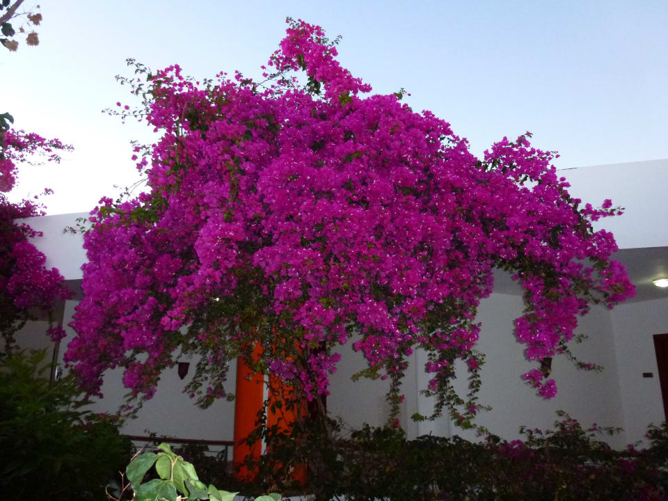 A Fantazia Resort Marsa Alam