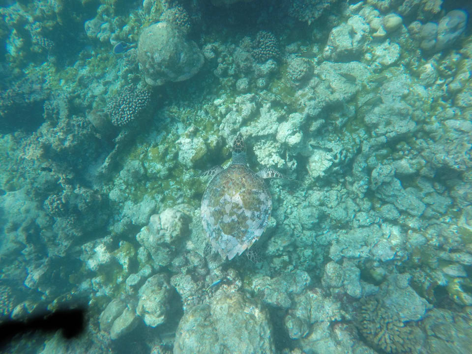 Strand Summer Island Maldives