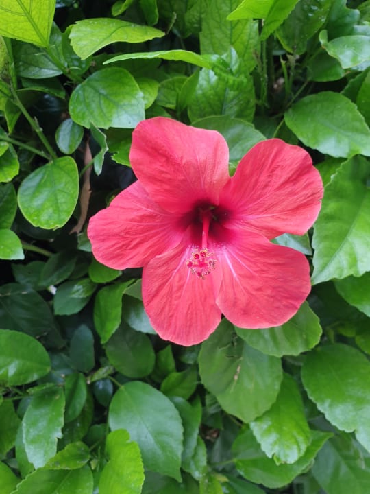 Gartenanlage Labranda Alantur Resort