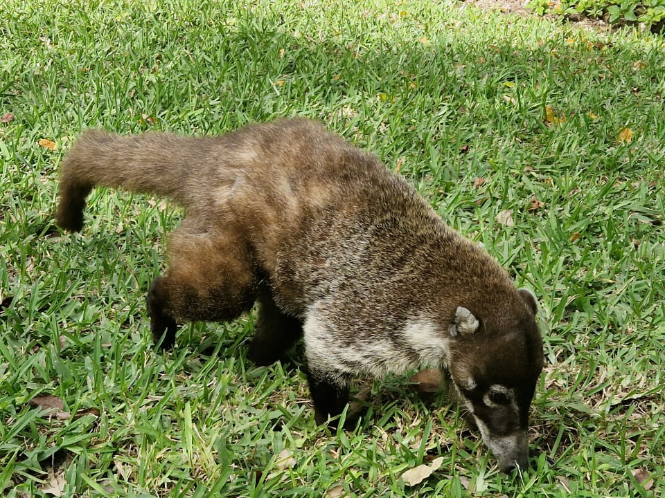 Gartenanlage Grand Riviera Princess All Suites & Spa Resort