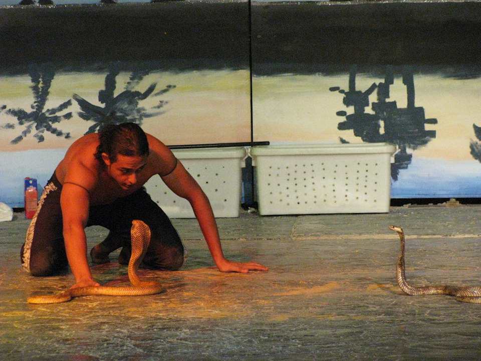 Кобра-шоу Pickalbatros Alf Leila Wa Leila Resort - Neverland Hurghada