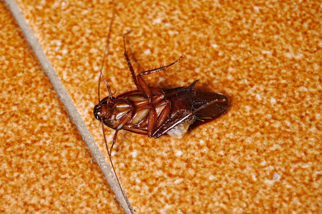 Tote Kakerlake im Schlafzimmer Hotel Los Tarajales