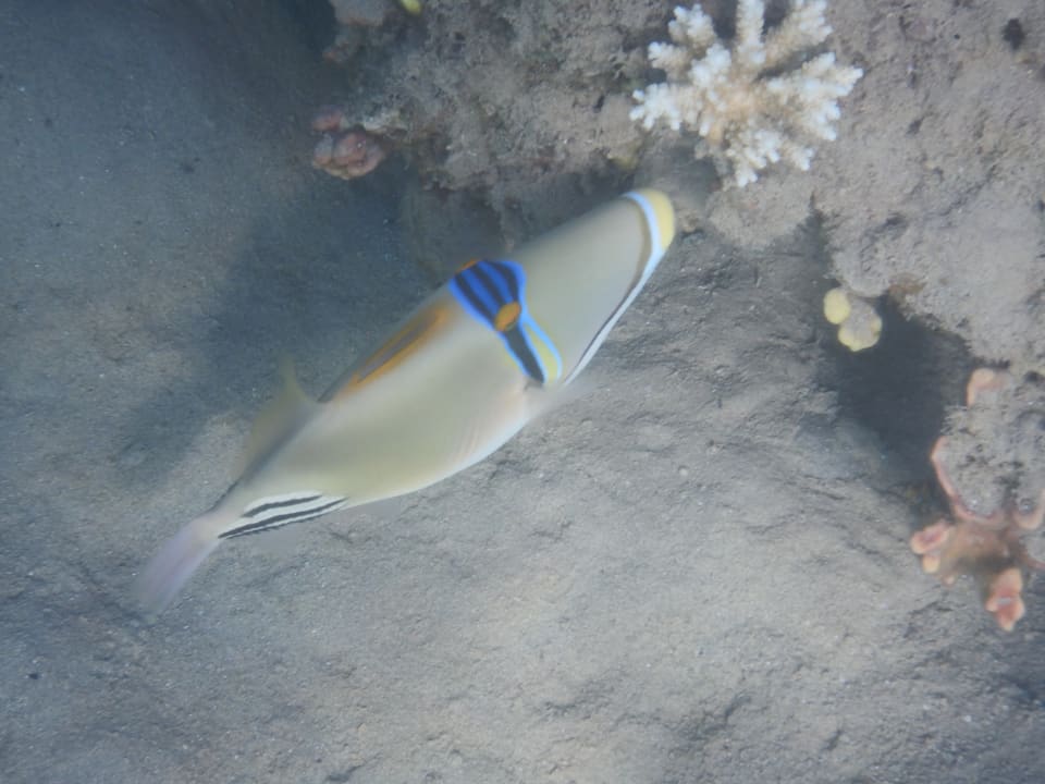 Sport & Freizeit Steigenberger Coraya Beach - Adults only