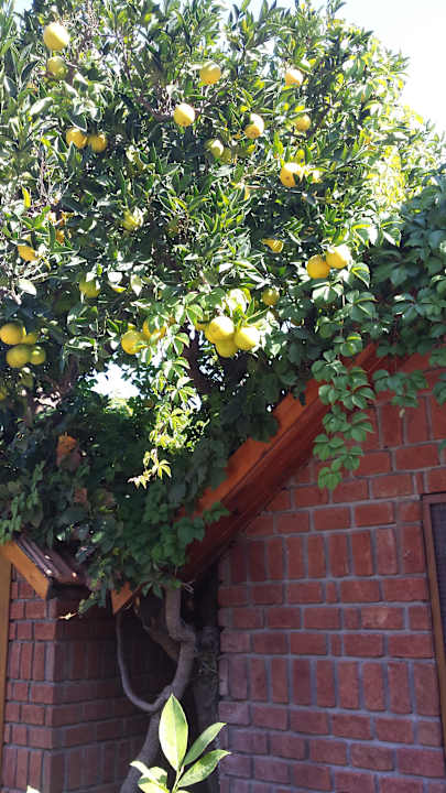 Orangen wachsen fast ins Zimmer Can Garden Beach
