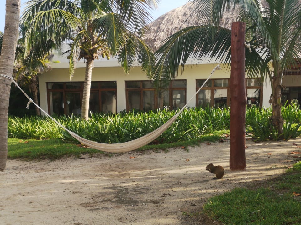 Gartenanlage Akumal Bay Beach & Wellness Resort