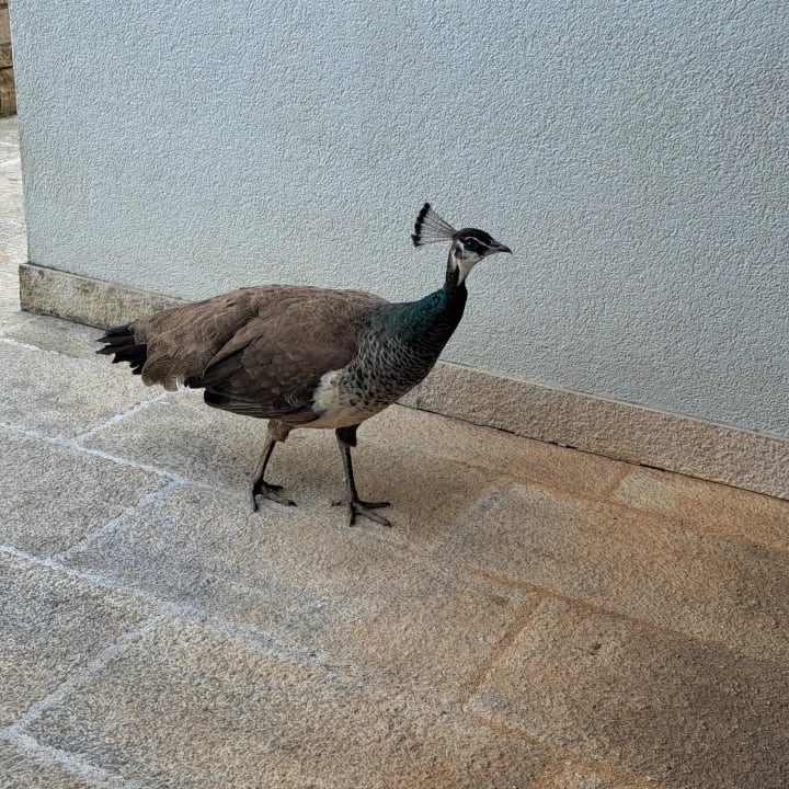 Gartenanlage Aminess Vival Casa Velaris