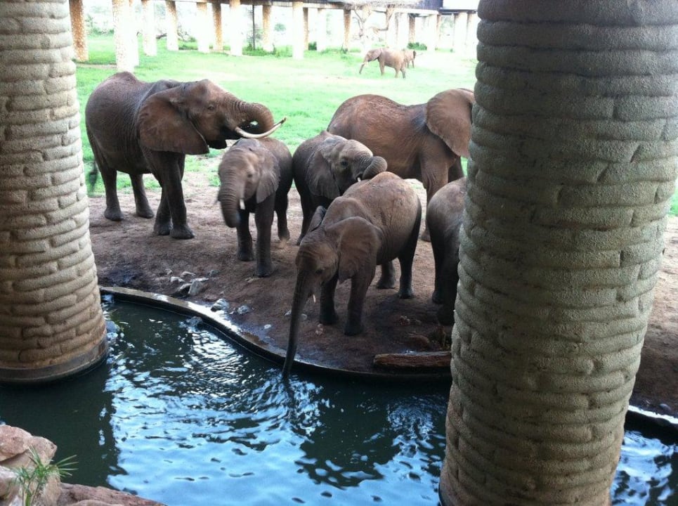 Elefanten in der Rezeption Salt Lick Safari Lodge