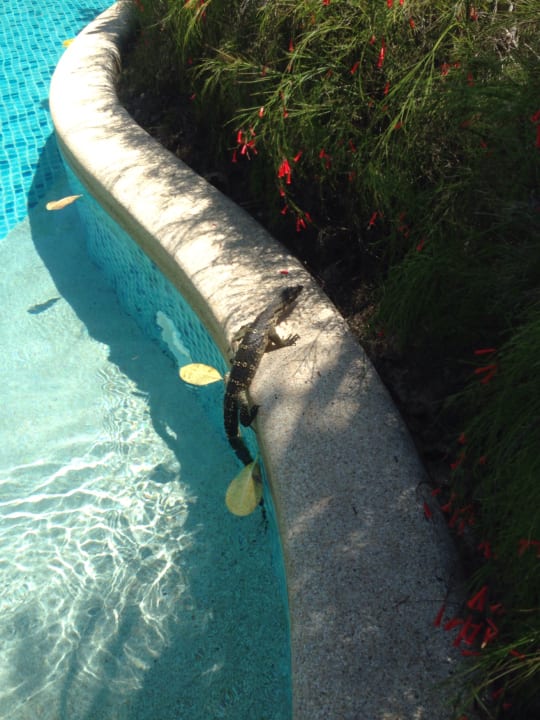 Pool Apsara Beachfront Resort & Villa - Resort