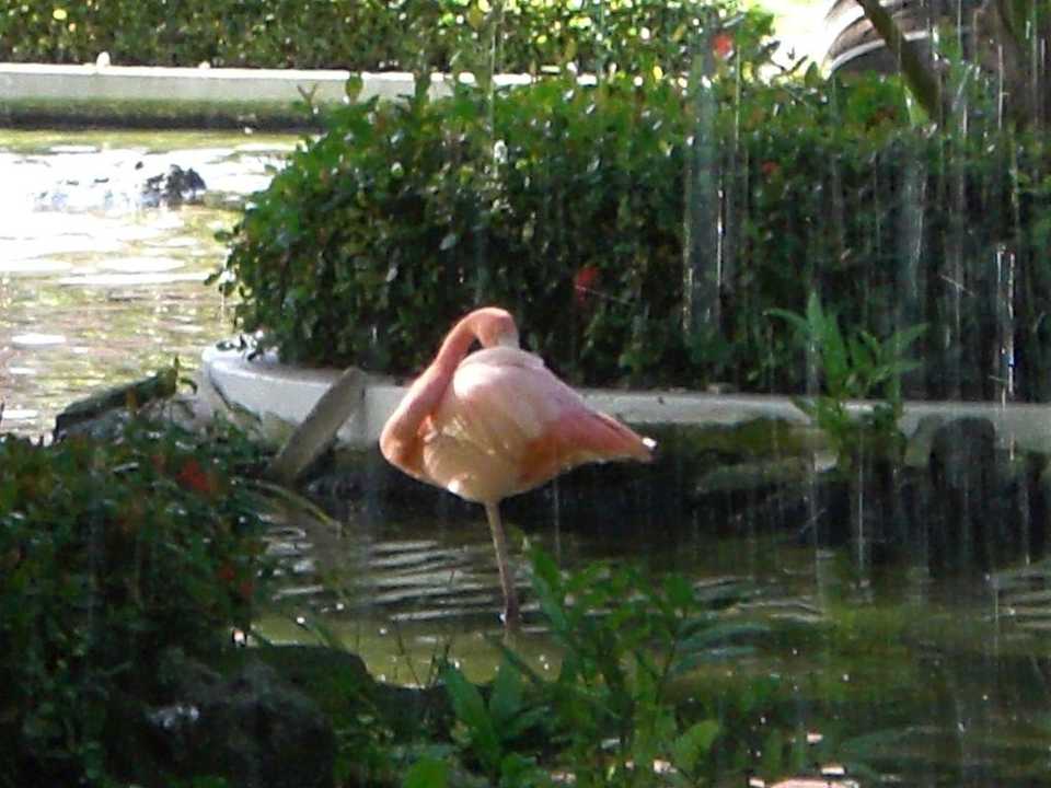 Teich vor der Lobby Grand Palladium Select Bávaro Resort & Spa