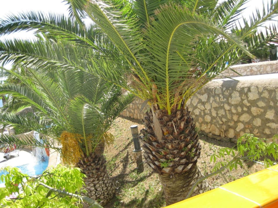 Palmiers  blau punta reina