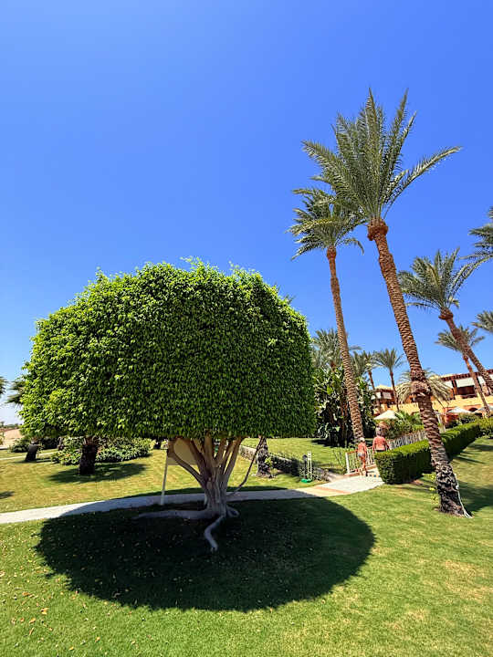 Gartenanlage Steigenberger Coraya Beach - Adults only