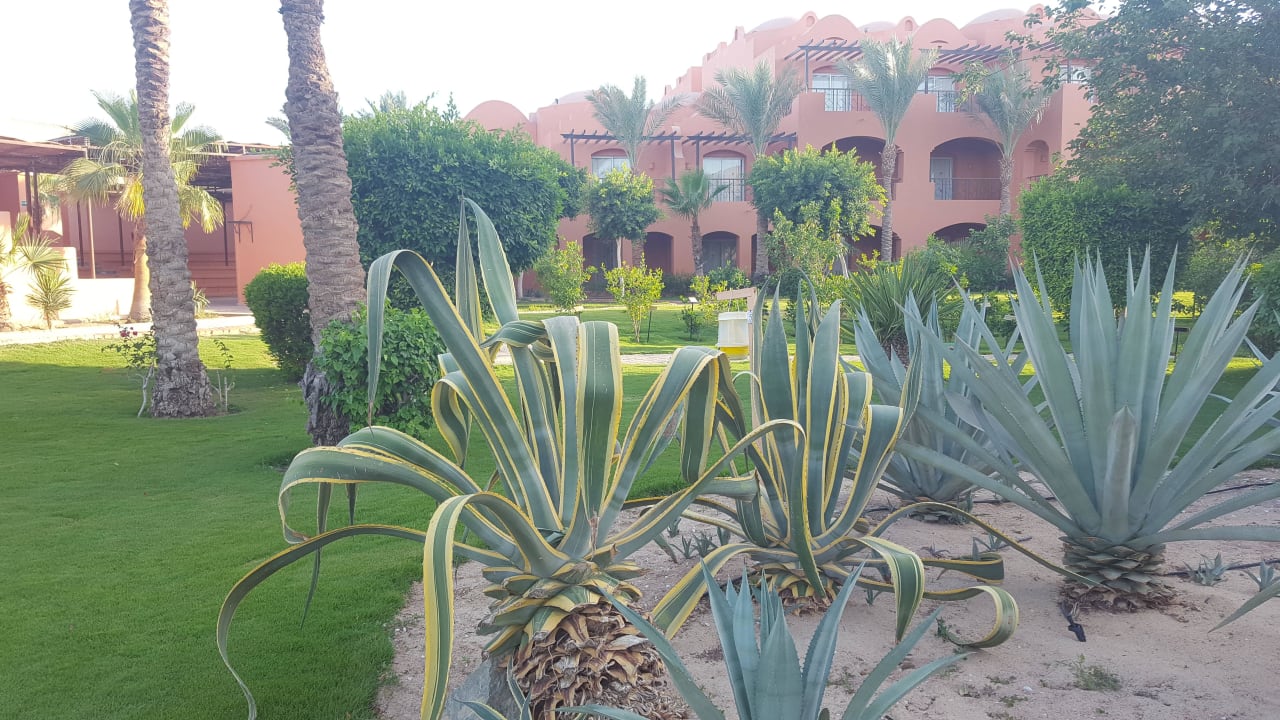 Einfach nur gepflegt  Jaz Makadi Oasis Resort