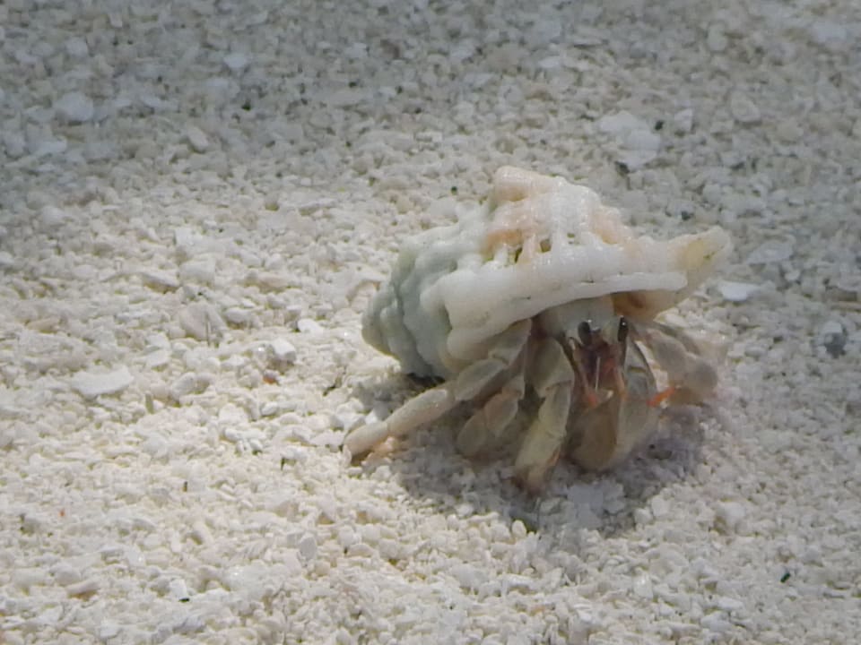 Viele hübsche Einsiedlerkrebse Eri Maldives