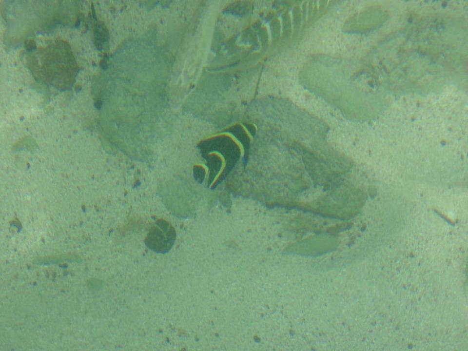 Fischvielfalt Hotel Playa Pesquero