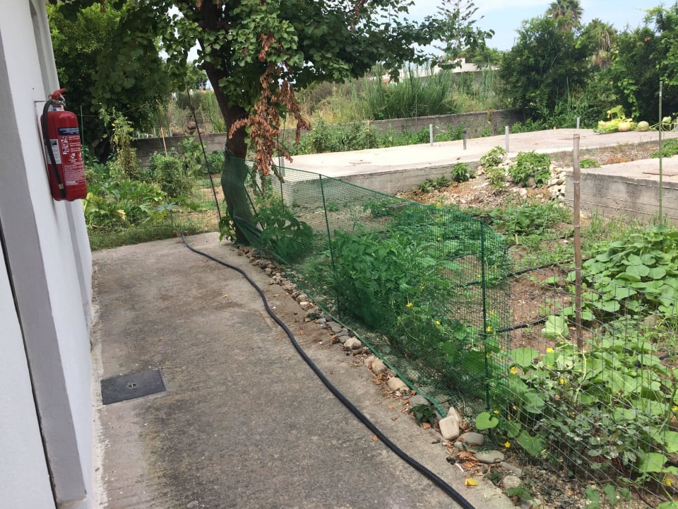 Fuori camera orto - insetti e gallo del vicino Hotel Laura