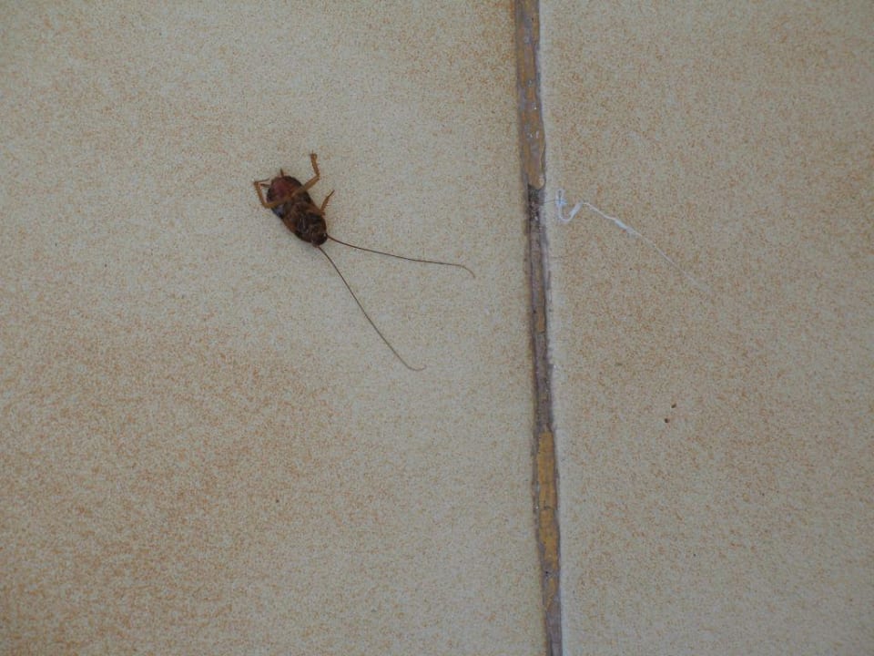 die "Freunde" des Hauses Servatur Alameda de Jandía