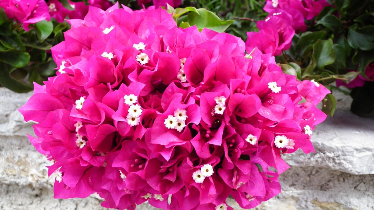 Sehr gepflegte Gartenanlage mit vielen Blumen Hotel Kalithea Horizon Royal