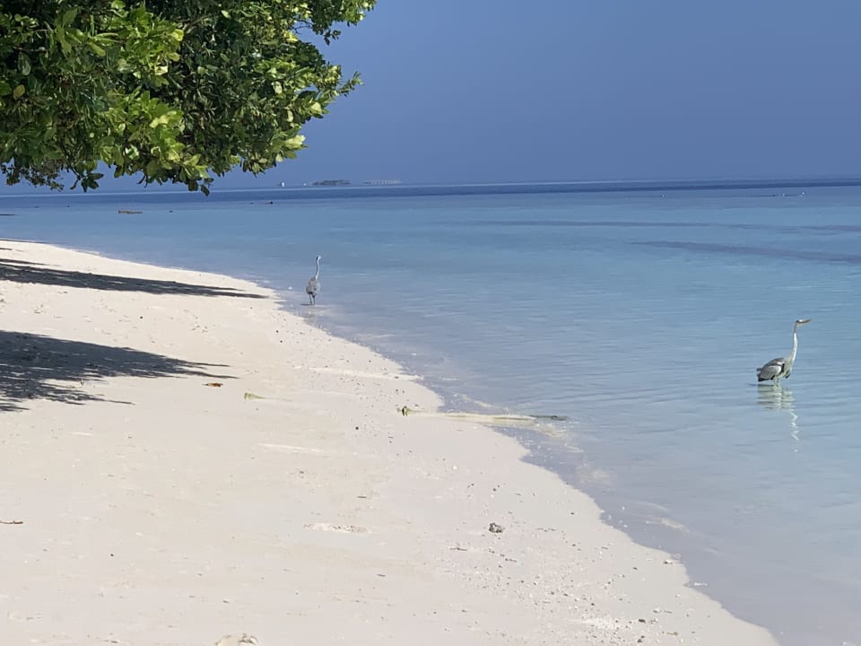 Strand Vilamendhoo Island Resort & Spa