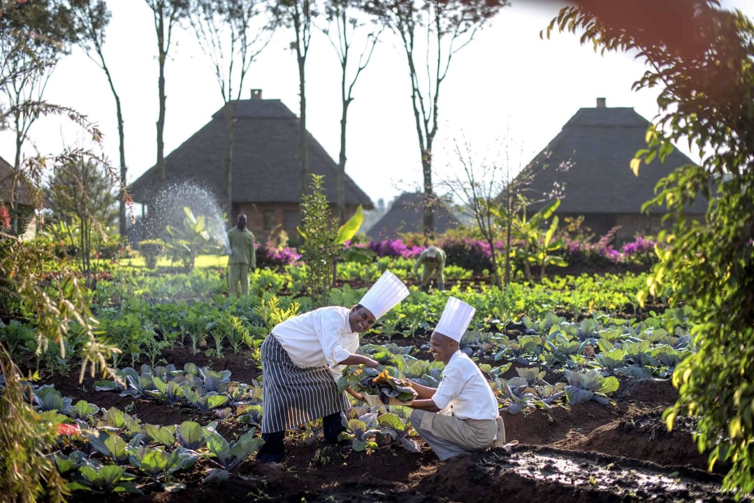 Our vegetable garden Neptune Ngorongoro Luxury  Lodge