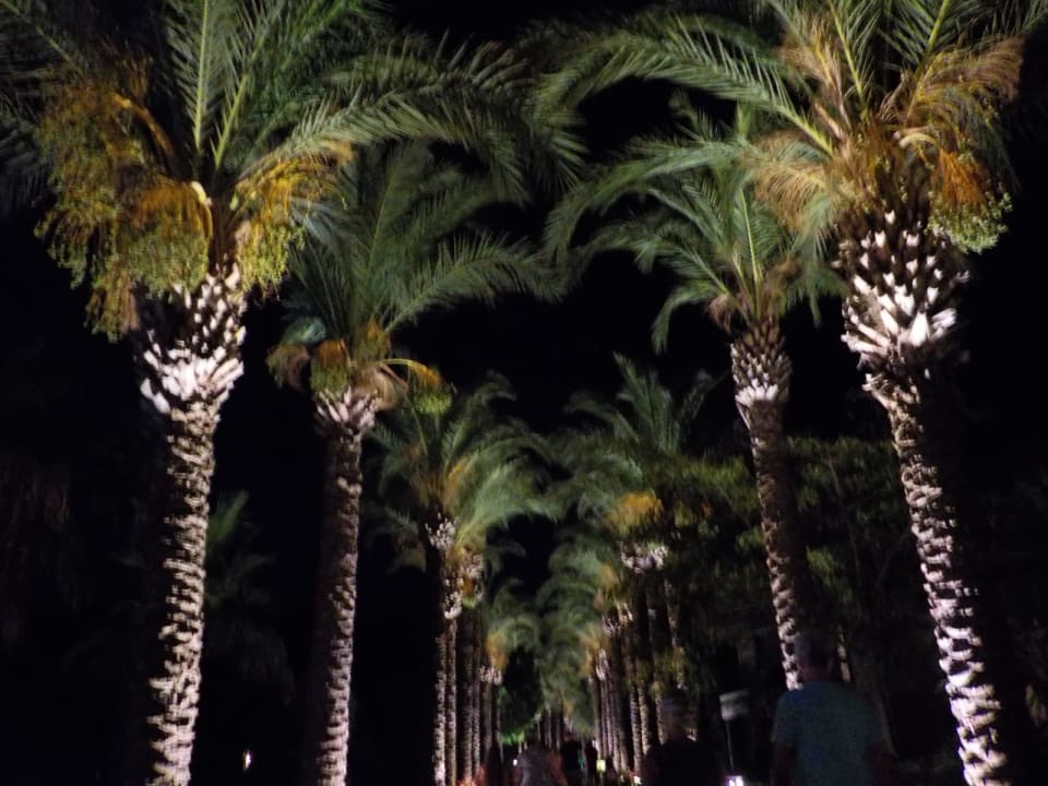 Gartenanlage TUI BLUE Palm Garden