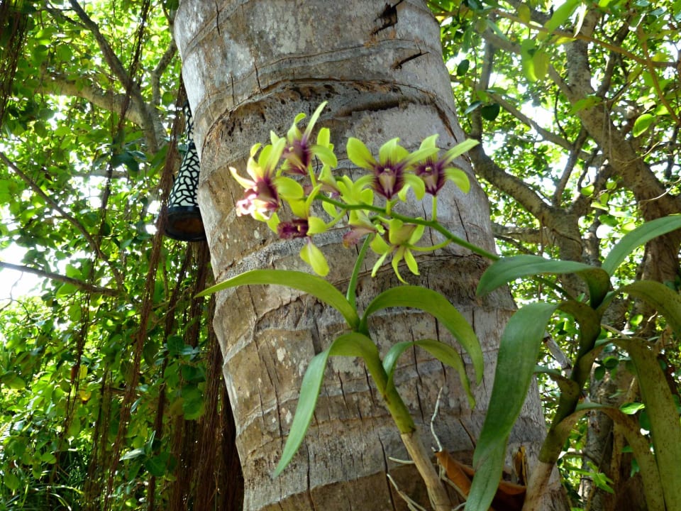 Gartenanlage Kuredu Island Resort & Spa