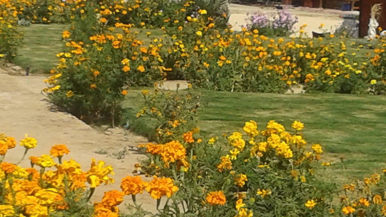 Blumenmeer Three Corners Equinox Beach Resort