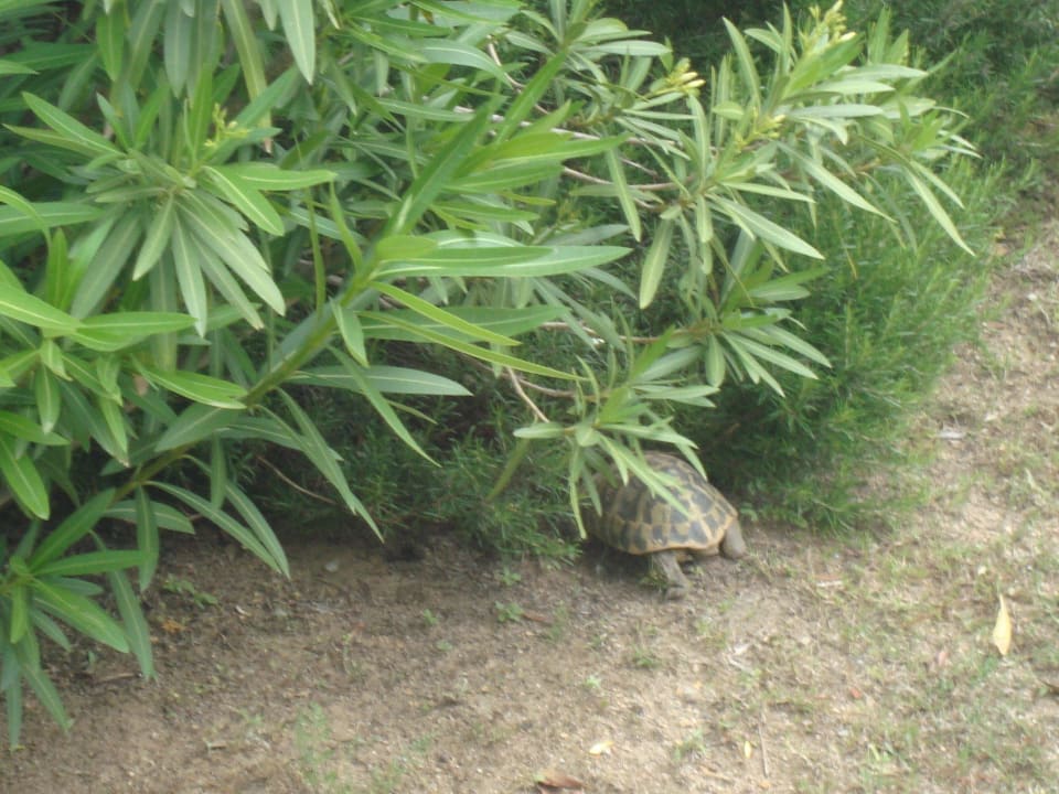 Im Garten Apartment Iris
