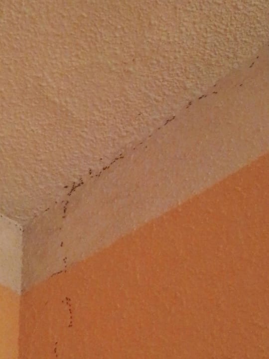 Ameisenstrasse im Schlafzimmer Prinsotel Mal Pas (Adults only)