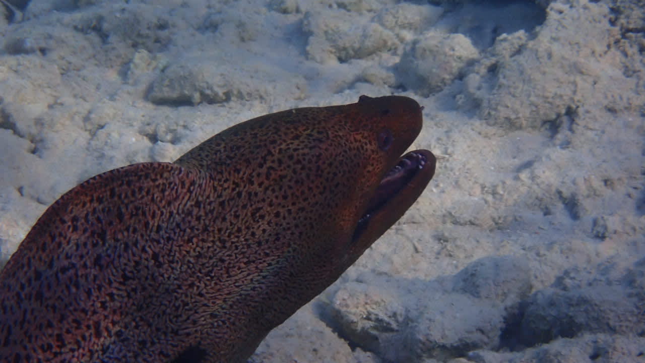 Sport & Freizeit Makadi Spa - Adults only