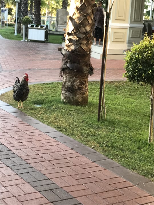 Gartenanlage Güral Premier Belek