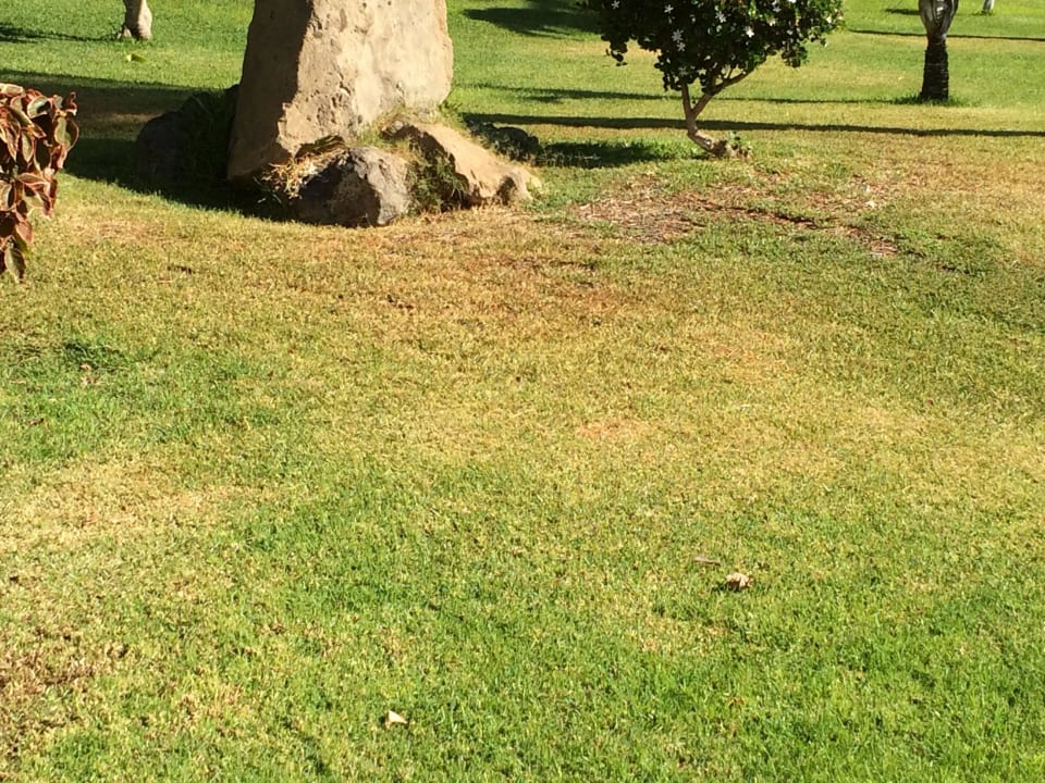 Wiese verbrannt  TUI MAGIC LIFE Fuerteventura