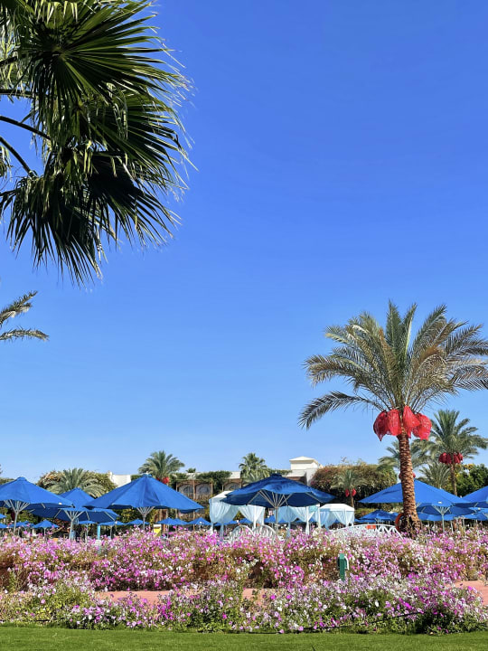 Ausblick Desert Rose