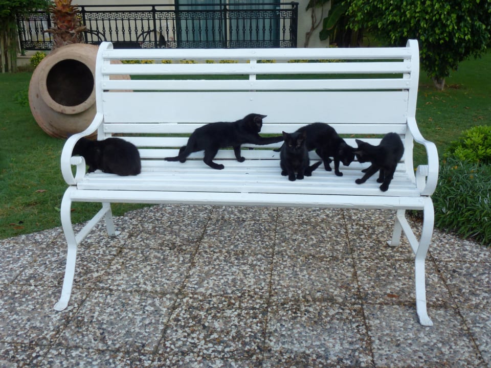 Unsere Katzenfamilie Paloma Oceana