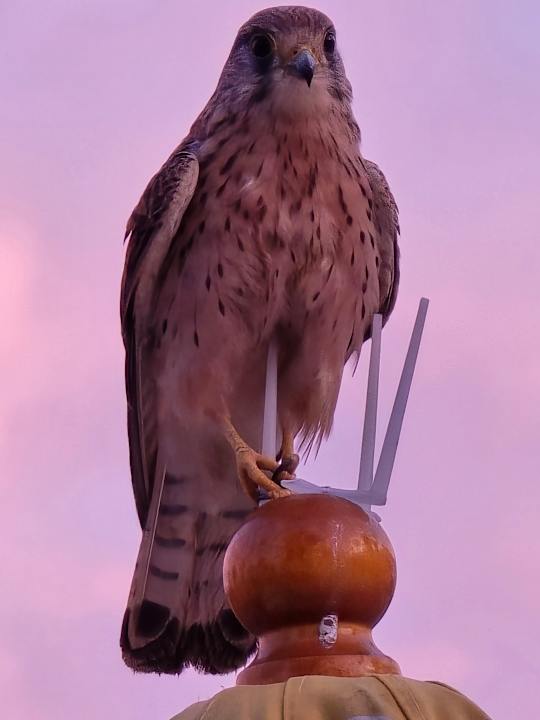 Gartenanlage Seaside Los Jameos Playa