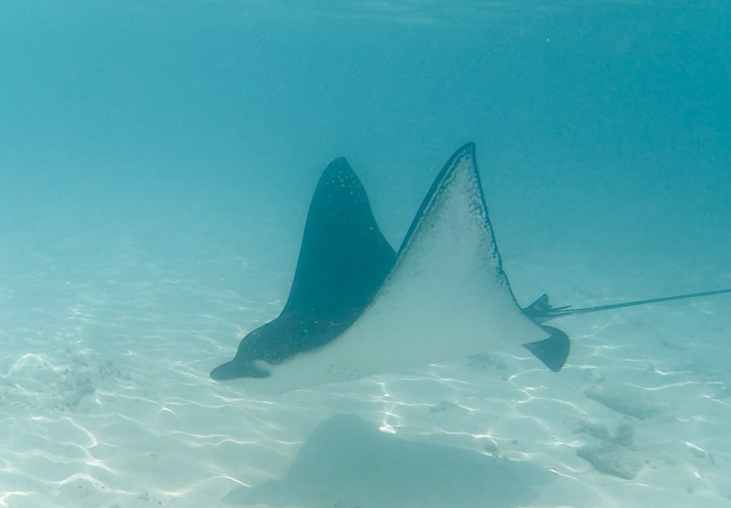 Strand Adaaran Select Meedhupparu Island Resort - Premium All Inclusive