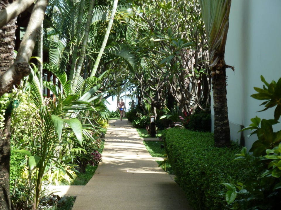 Gartenanlage Banana Fan Sea Resort