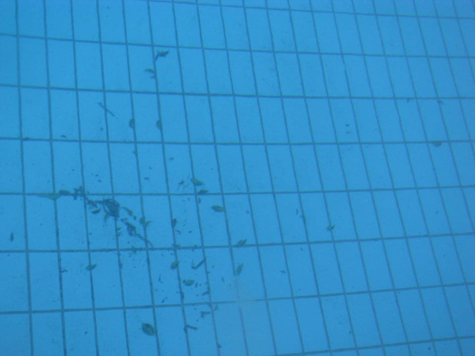 Brud w basenie Crystal Springs Beach Hotel