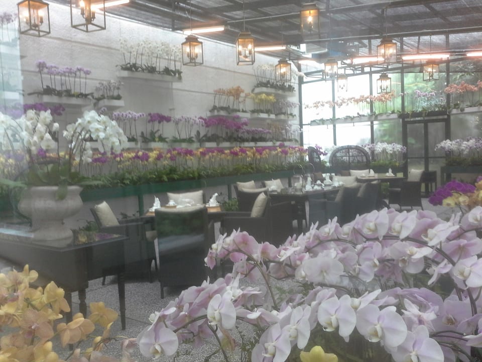 Inmittel von Orchideen Hotel The Majestic