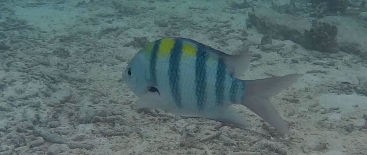 Unterwasserwelt vor Bungalow 366 Summer Island Maldives