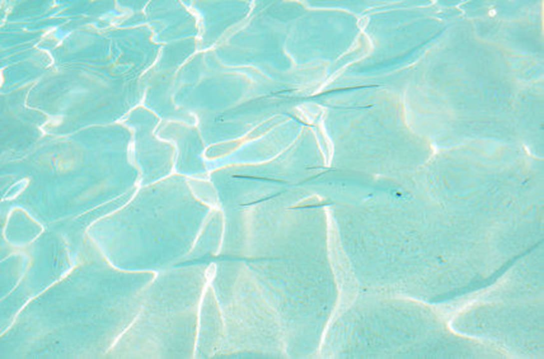 Fische Ton in Ton mit dem Meer Adaaran Select Meedhupparu Island Resort - Premium All Inclusive