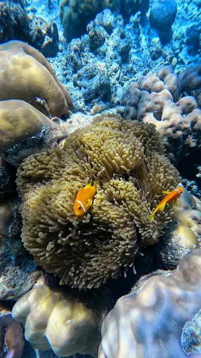 Sport & Freizeit Vilamendhoo Island Resort & Spa