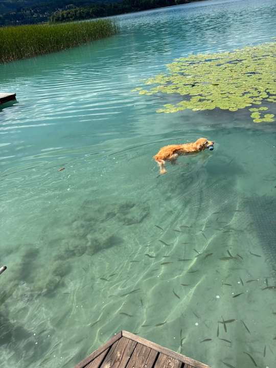 Strand Das Moser - Hotel am See