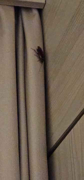 Zimmer Bull Dorado Beach & Spa