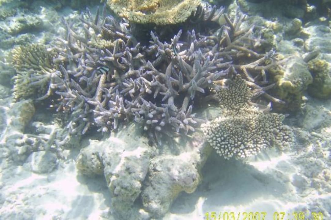 Korallen Eri Maldives