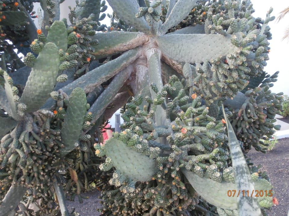 Gartenanlage Sentido Aequora Lanzarote Suite