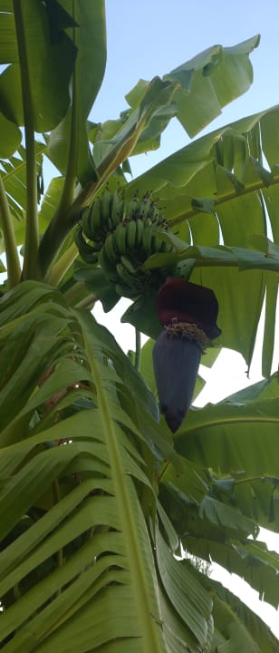 Gartenanlage Merve Sun Hotel & Spa