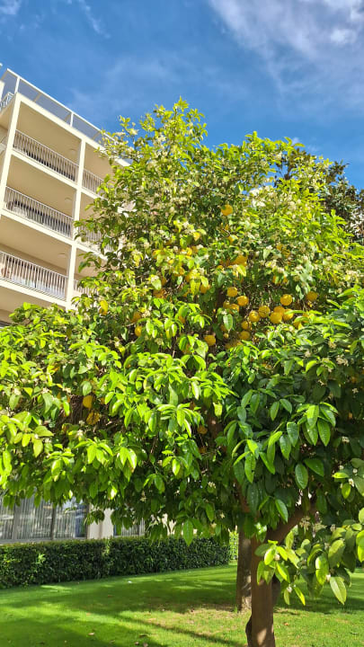 Gartenanlage Arum Barut Collection