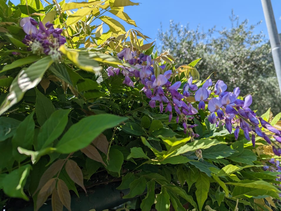 Gartenanlage Hotel Caravel